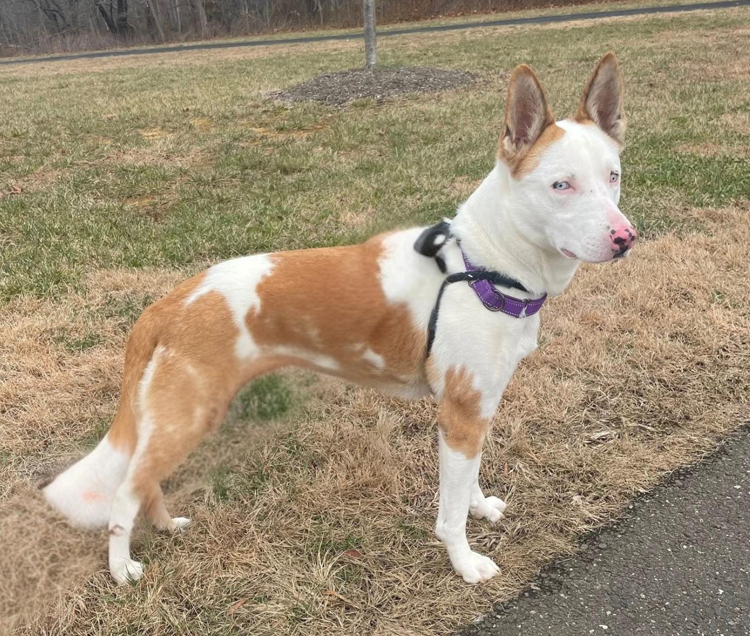 Enlarge Rosalyn, a Adoptable Shepherd in Chester, NJ image 3/3