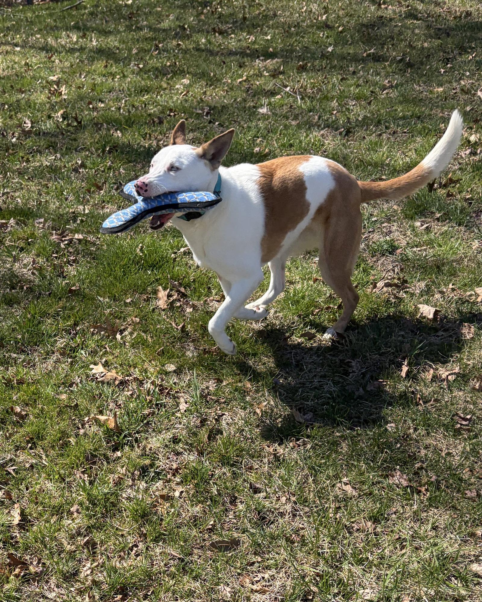 Enlarge Rosalyn, a Adoptable Shepherd in Chester, NJ image 3/3