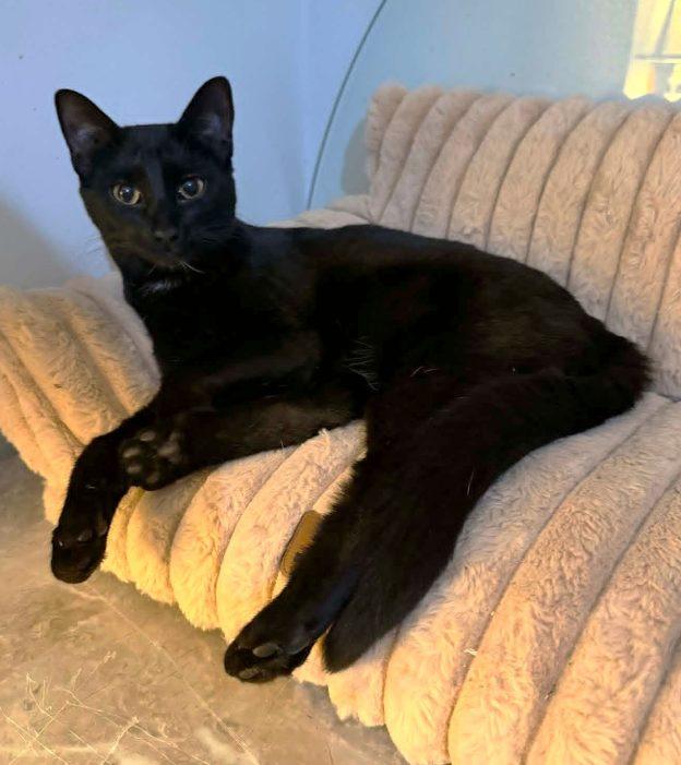Enlarge Arwen, a ADOPTABLE Domestic Short Hair in Wasilla, AK image 1/1