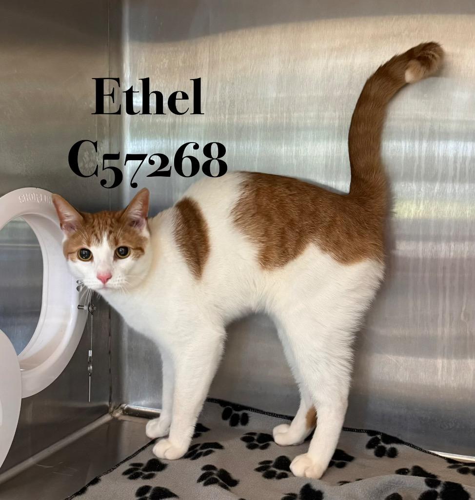 Ethel, Adoptable, Young Male Domestic Short Hair.