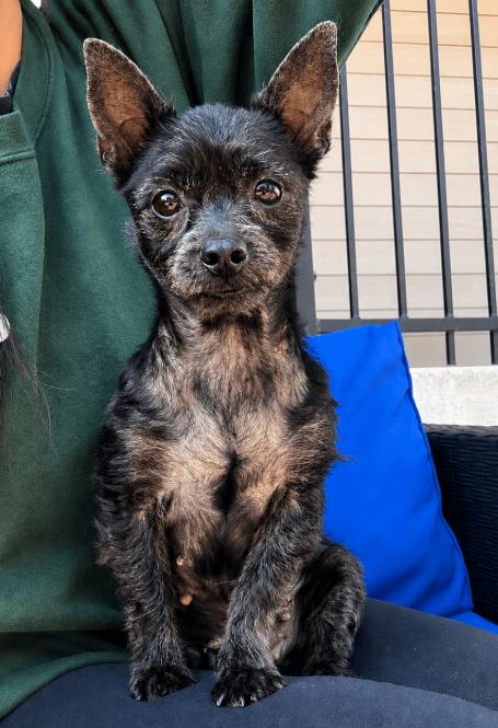 Nessa, adopted, Adult Female Yorkshire Terrier & Mixed Breed.