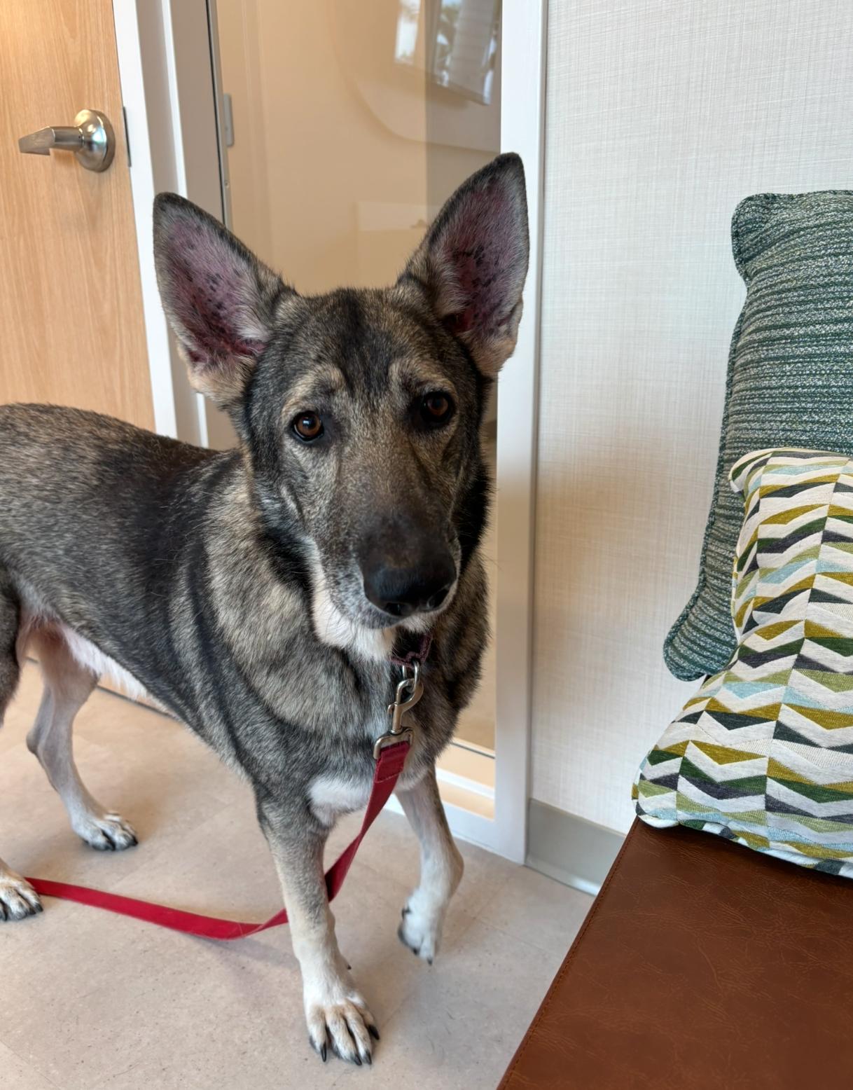 Ben, ADOPTABLE, Adult Male German Shepherd Dog.