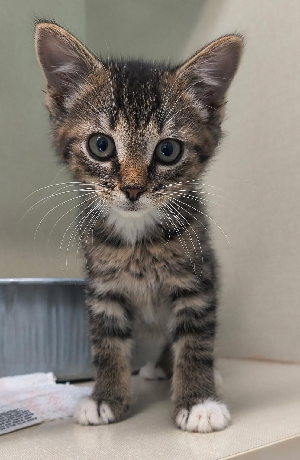 Enlarge Sloan, a Adopted Domestic Short Hair in Saint Marys, PA image 1/1