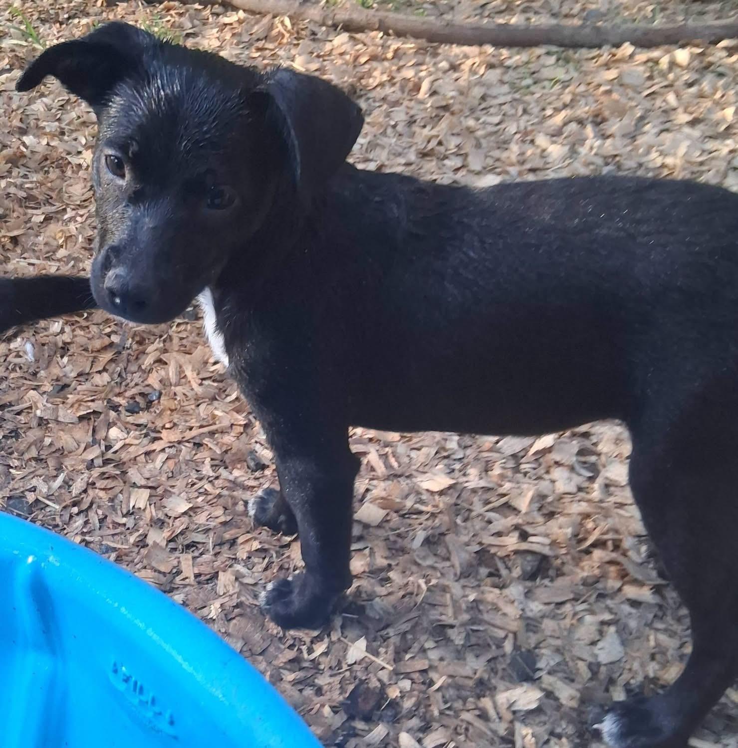 Juniper, a ADOPTABLE mixed breed in Ooltewah, TN image 6/6