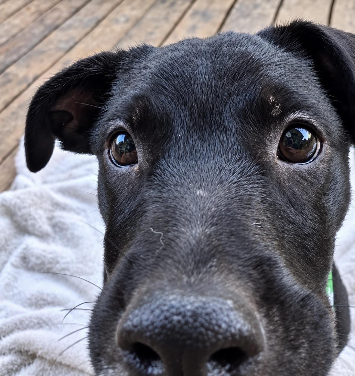 Enlarge Juniper, a Adoptable mixed breed in Ooltewah, TN image 6/6