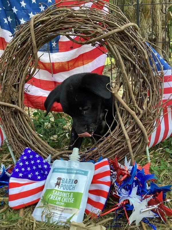 Juniper, a ADOPTABLE mixed breed in Ooltewah, TN image 5/6