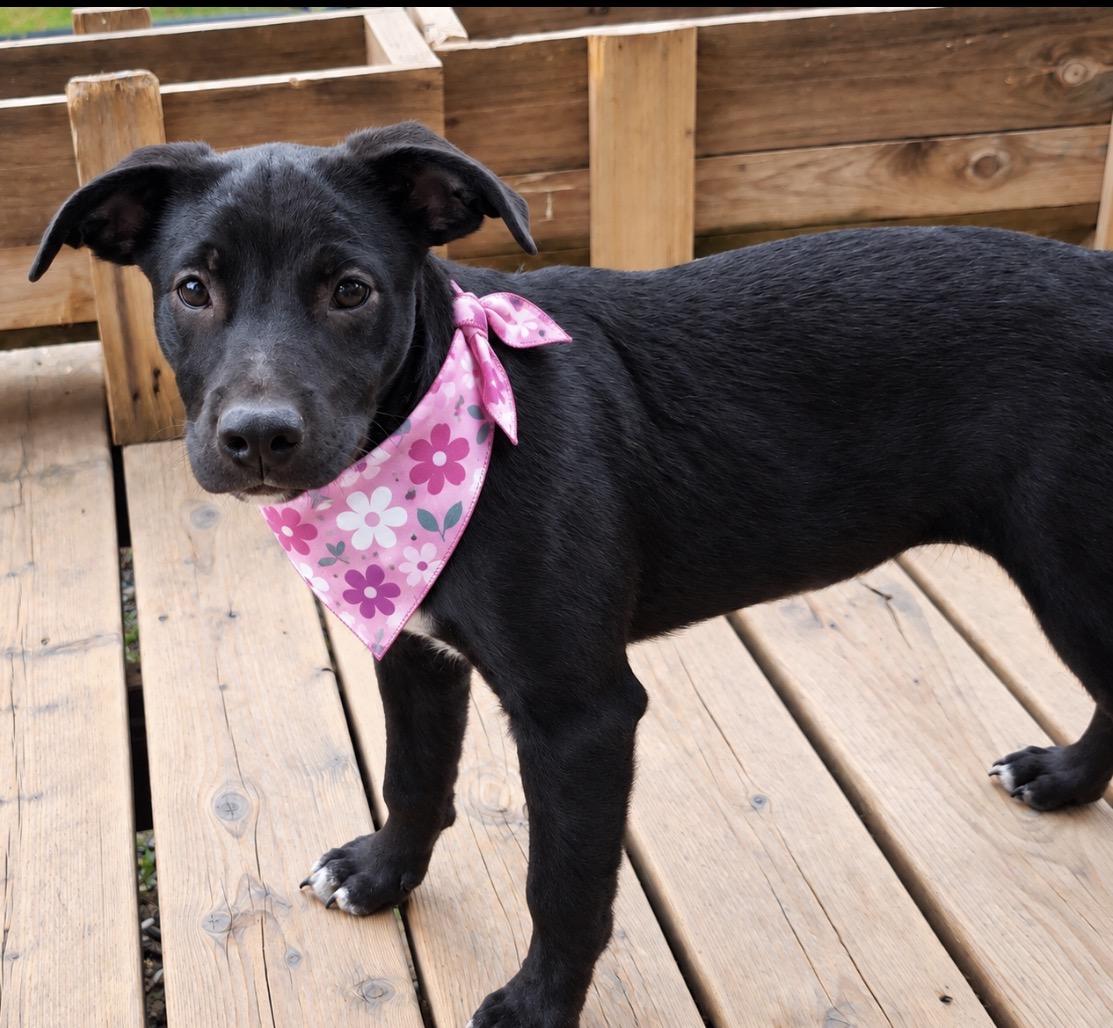 Enlarge Juniper, a Adoptable mixed breed in Ooltewah, TN image 1/6