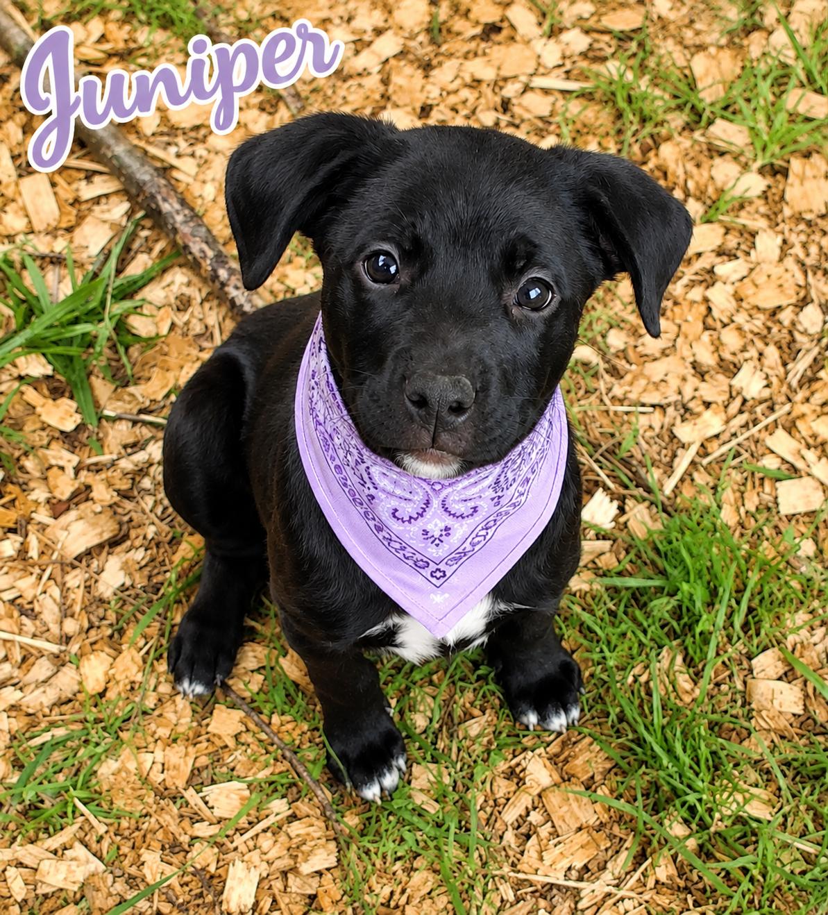 Juniper, a ADOPTABLE mixed breed in Ooltewah, TN image 1/6