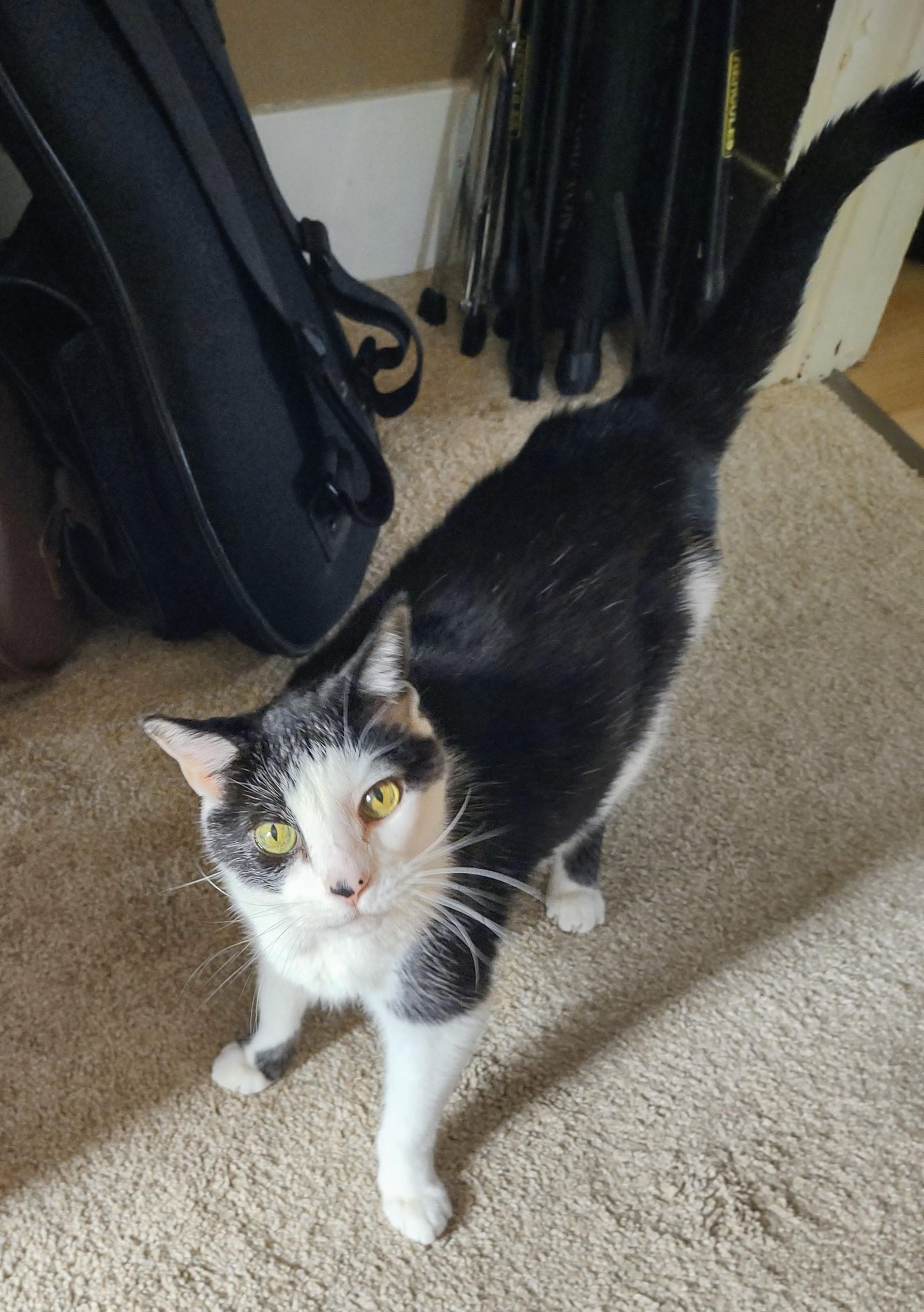 Enlarge Trooper, a ADOPTABLE Domestic Short Hair in Nashville, TN image 3/5