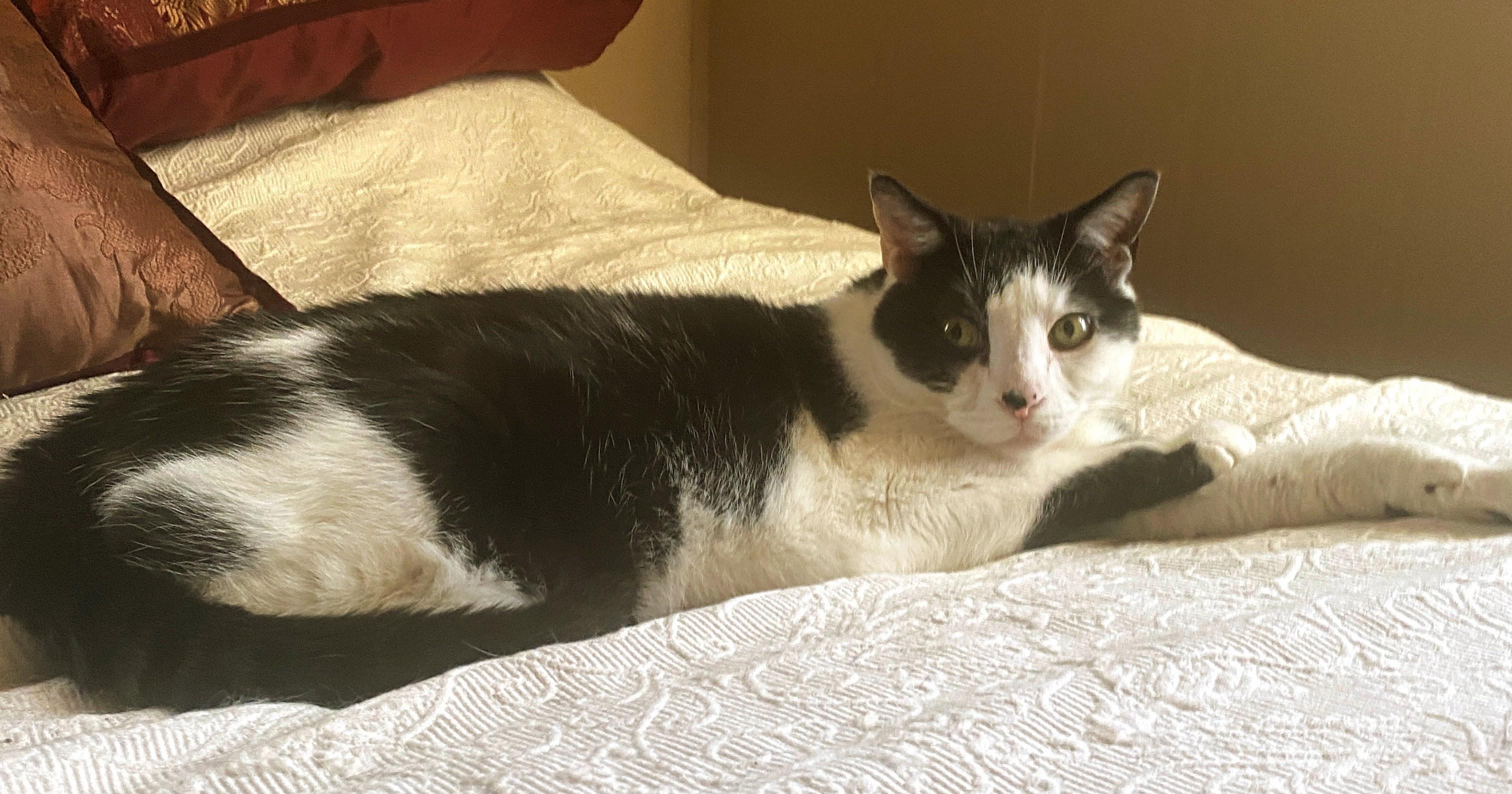 Enlarge Trooper, a ADOPTABLE Domestic Short Hair in Nashville, TN image 2/5