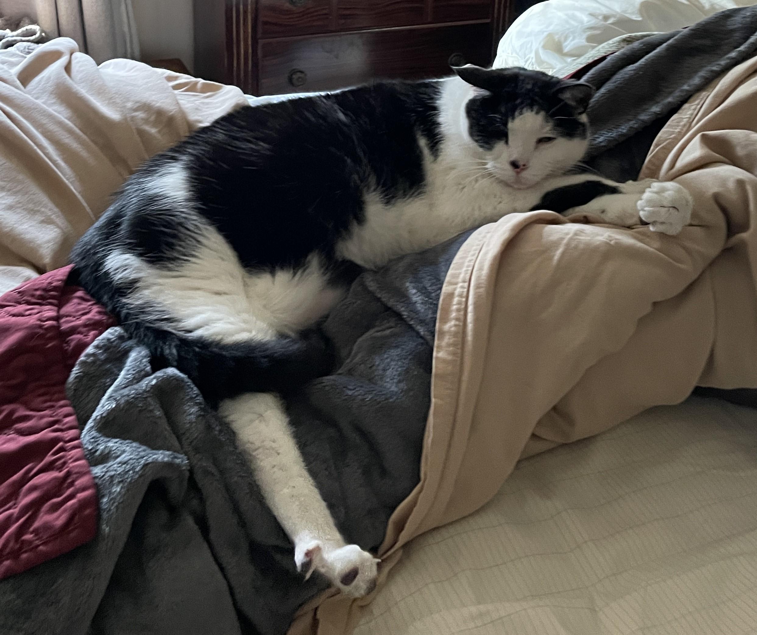 Enlarge Trooper, a ADOPTABLE Domestic Short Hair in Nashville, TN image 4/5