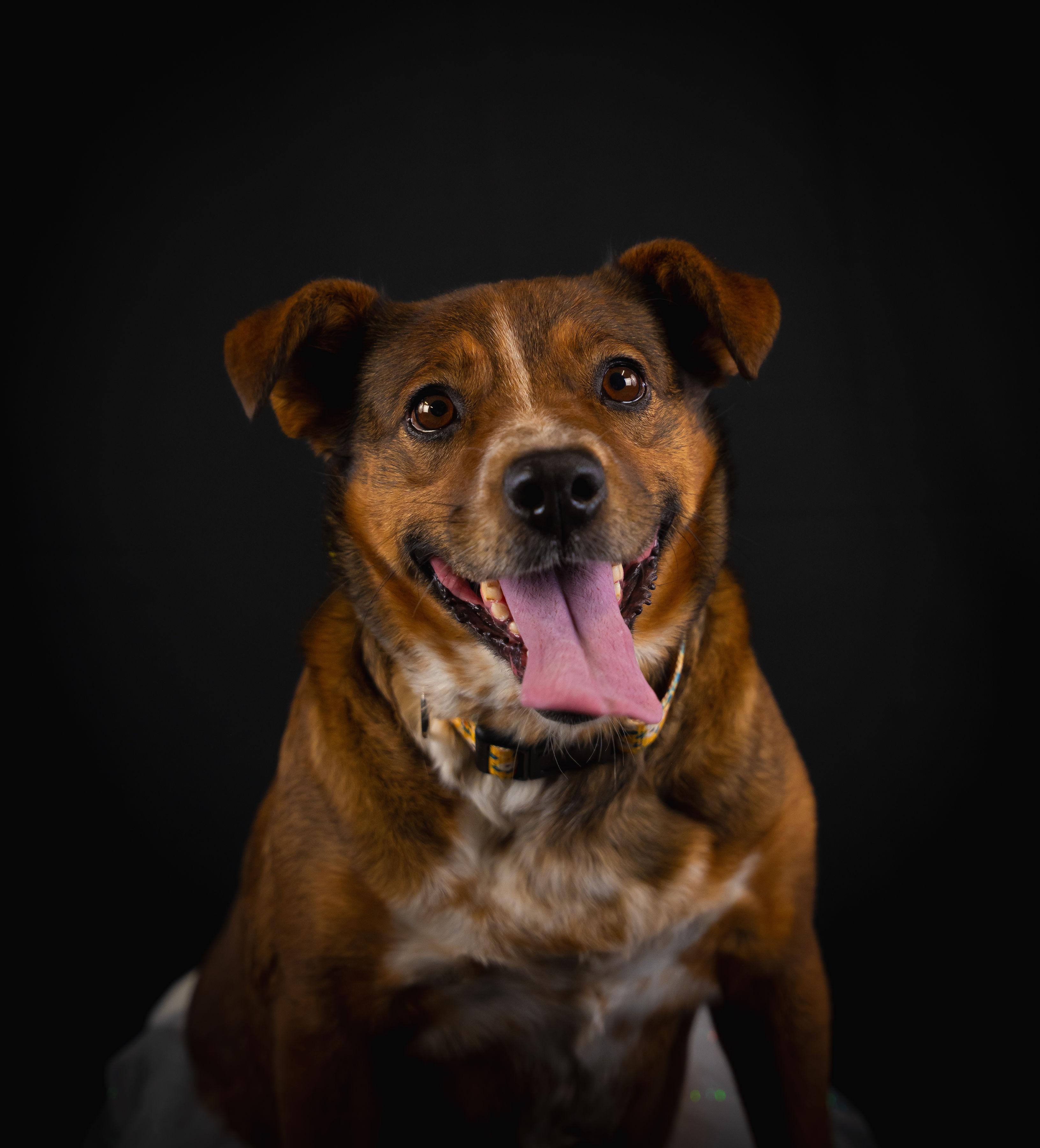 Honey, a ADOPTABLE mixed breed in Wilkesboro, NC image 5/6