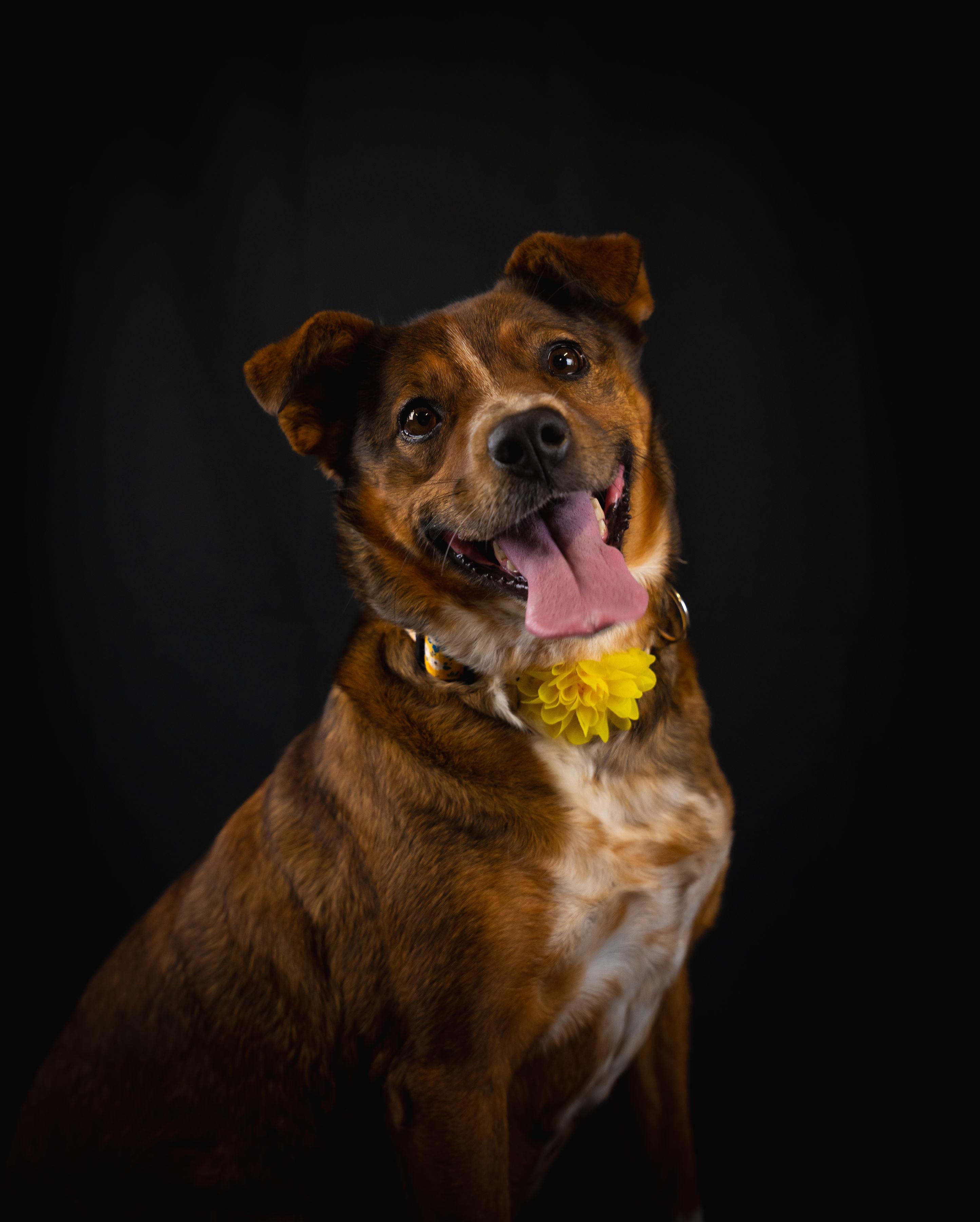 Honey, Adoptable, Adult Female Hound.
