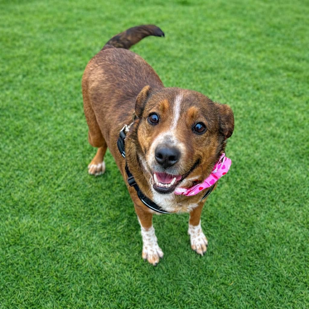 Enlarge Honey, a ADOPTABLE mixed breed in Wilkesboro, NC image 1/1