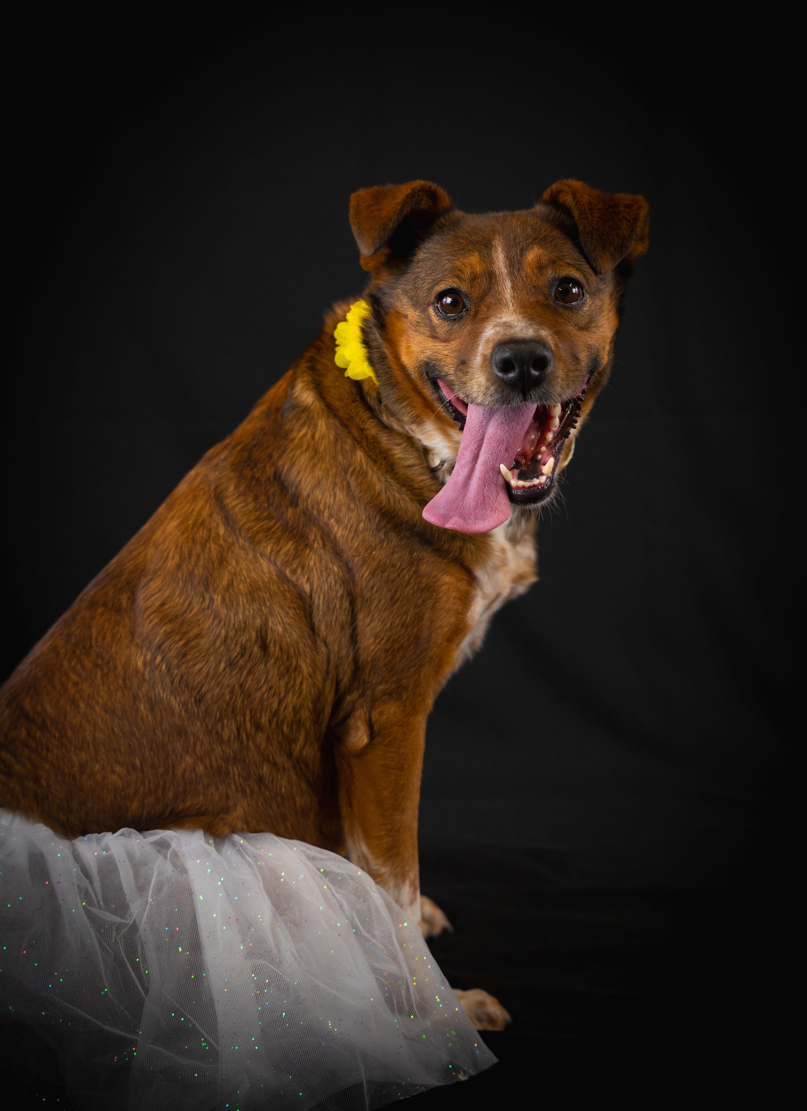 Honey, a ADOPTABLE mixed breed in Wilkesboro, NC image 6/6