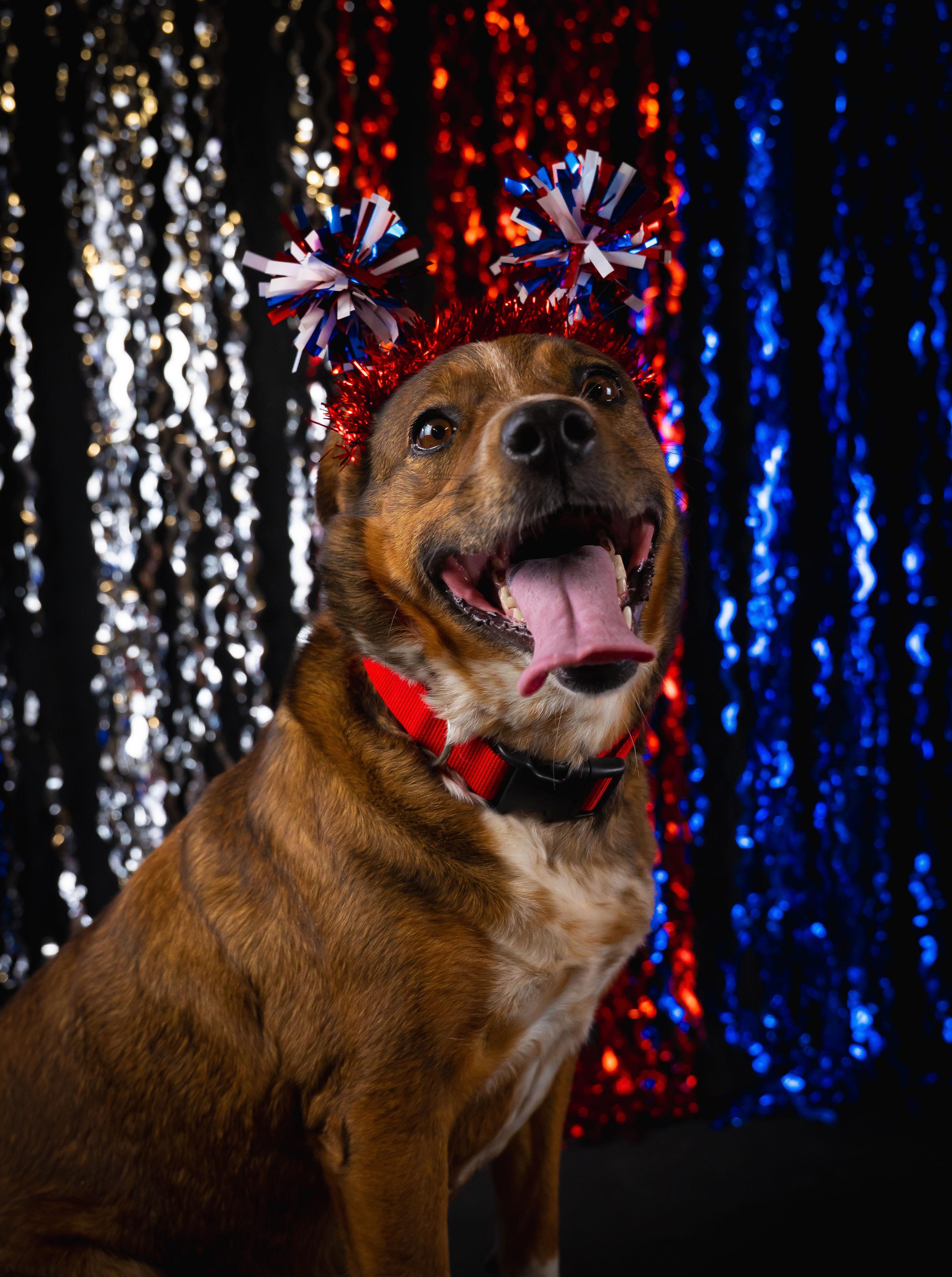 Honey, ADOPTABLE, Adult Female Hound.
