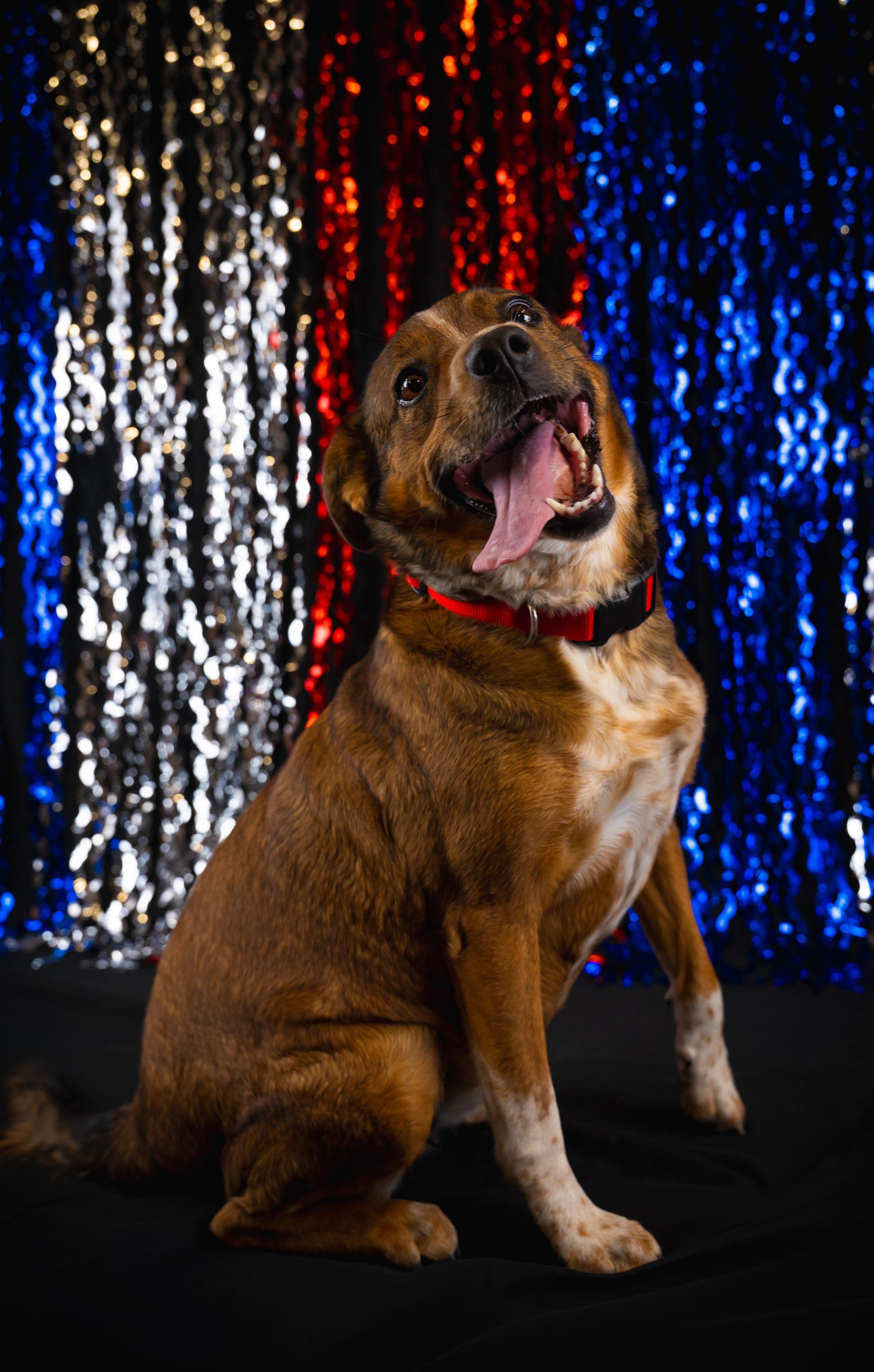 Honey, a ADOPTABLE mixed breed in Wilkesboro, NC image 3/6