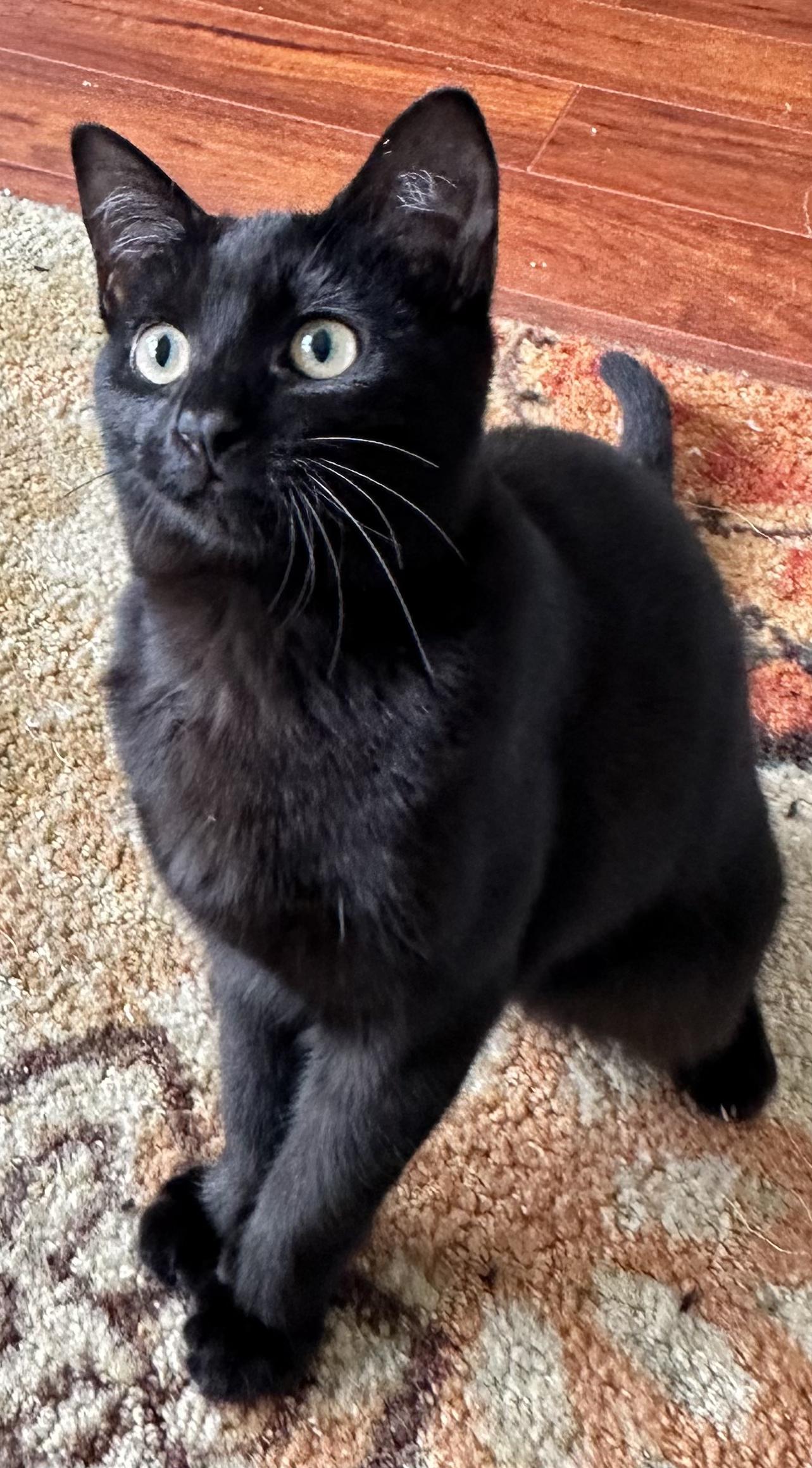Enlarge Sophie, a ADOPTABLE Domestic Short Hair in Antioch, CA image 3/3