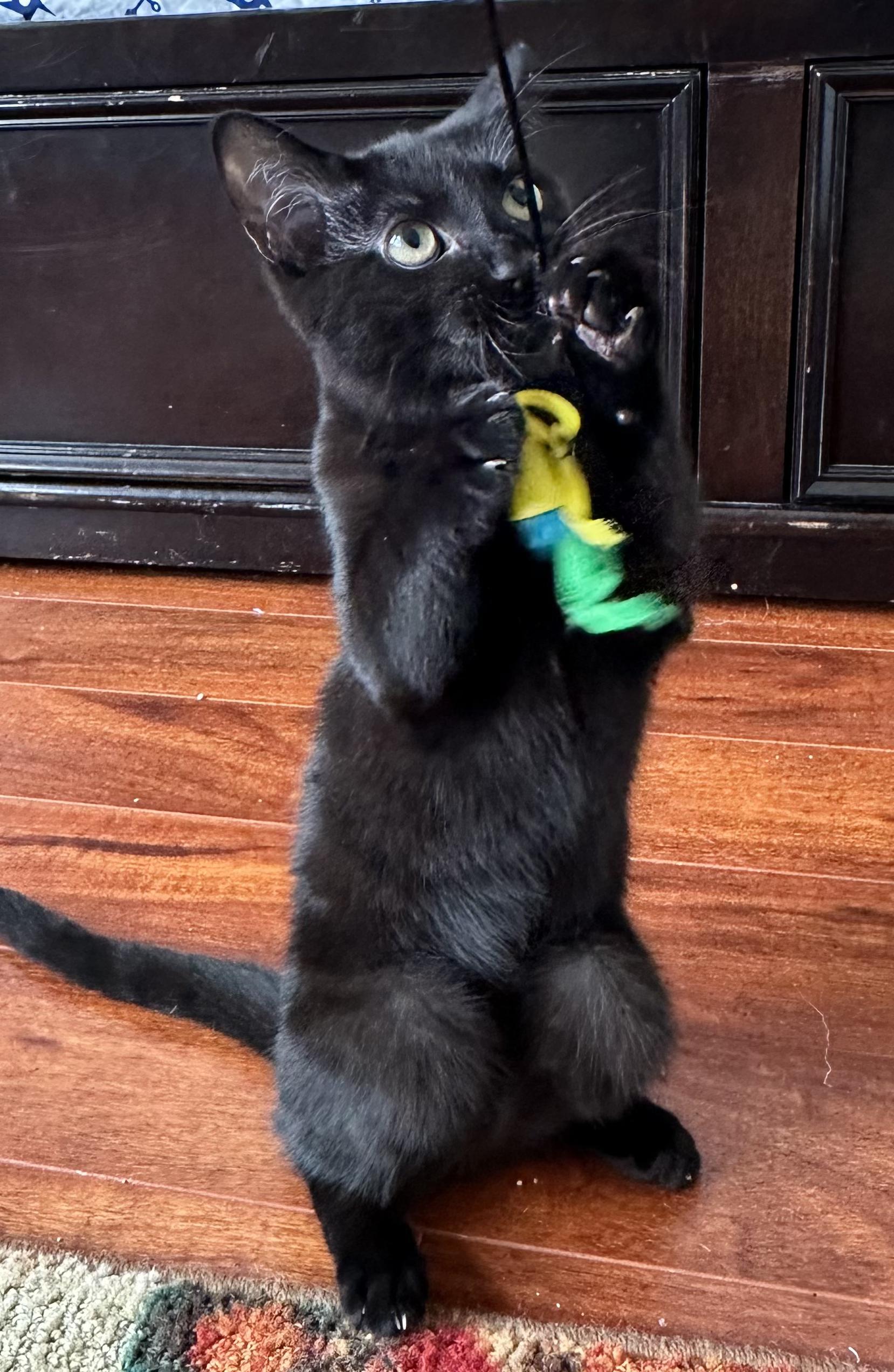Enlarge Sophie, a ADOPTABLE Domestic Short Hair in Antioch, CA image 1/3