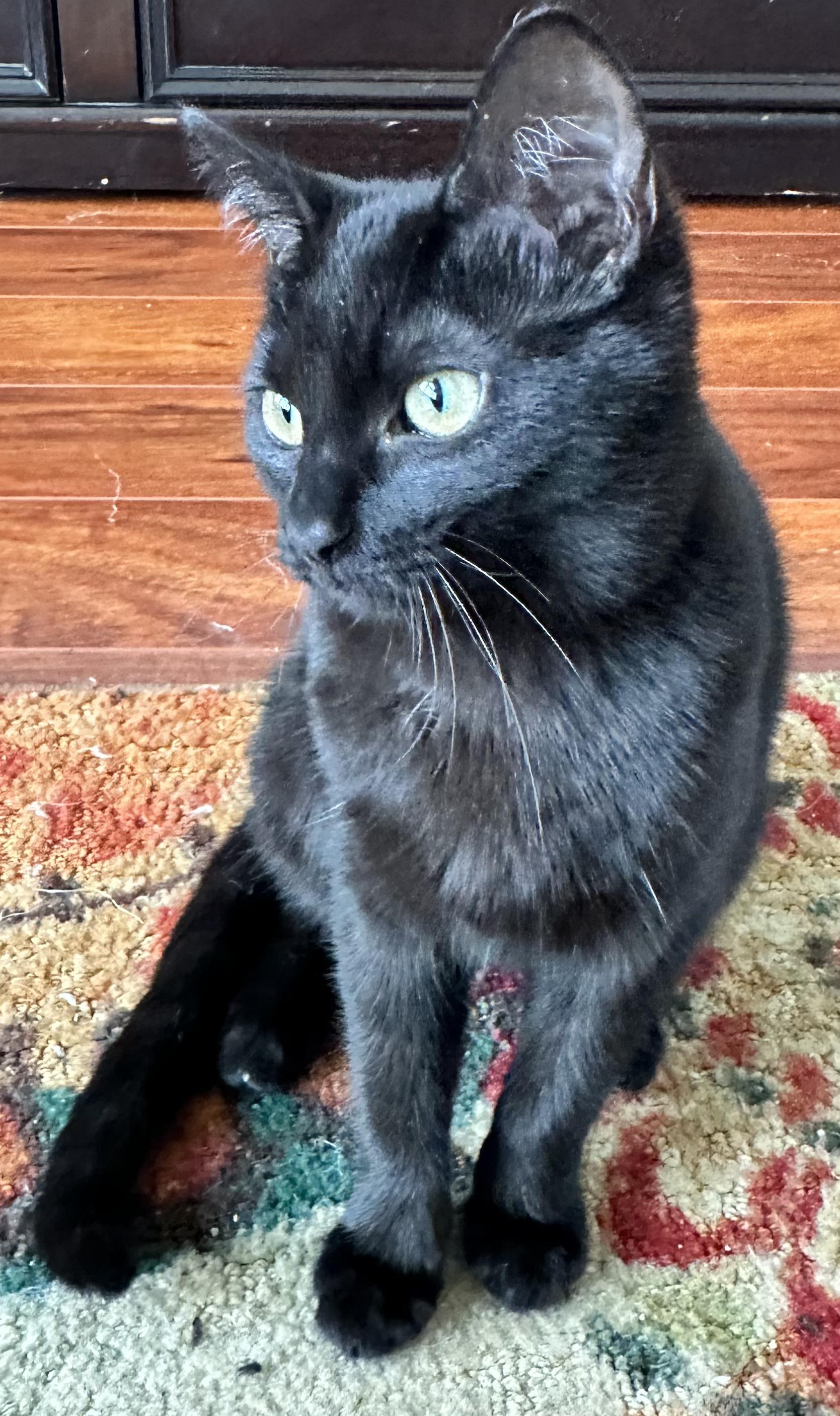 Enlarge Sophie, a ADOPTABLE Domestic Short Hair in Antioch, CA image 2/3