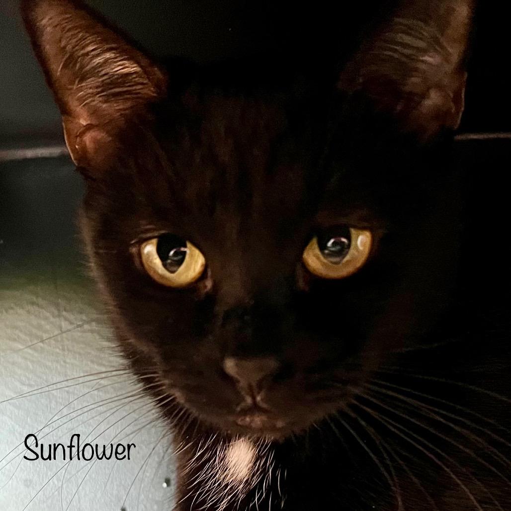 Sunflower (Mama), Adoptable, Young Female Domestic Short Hair & Domestic Short Hair.