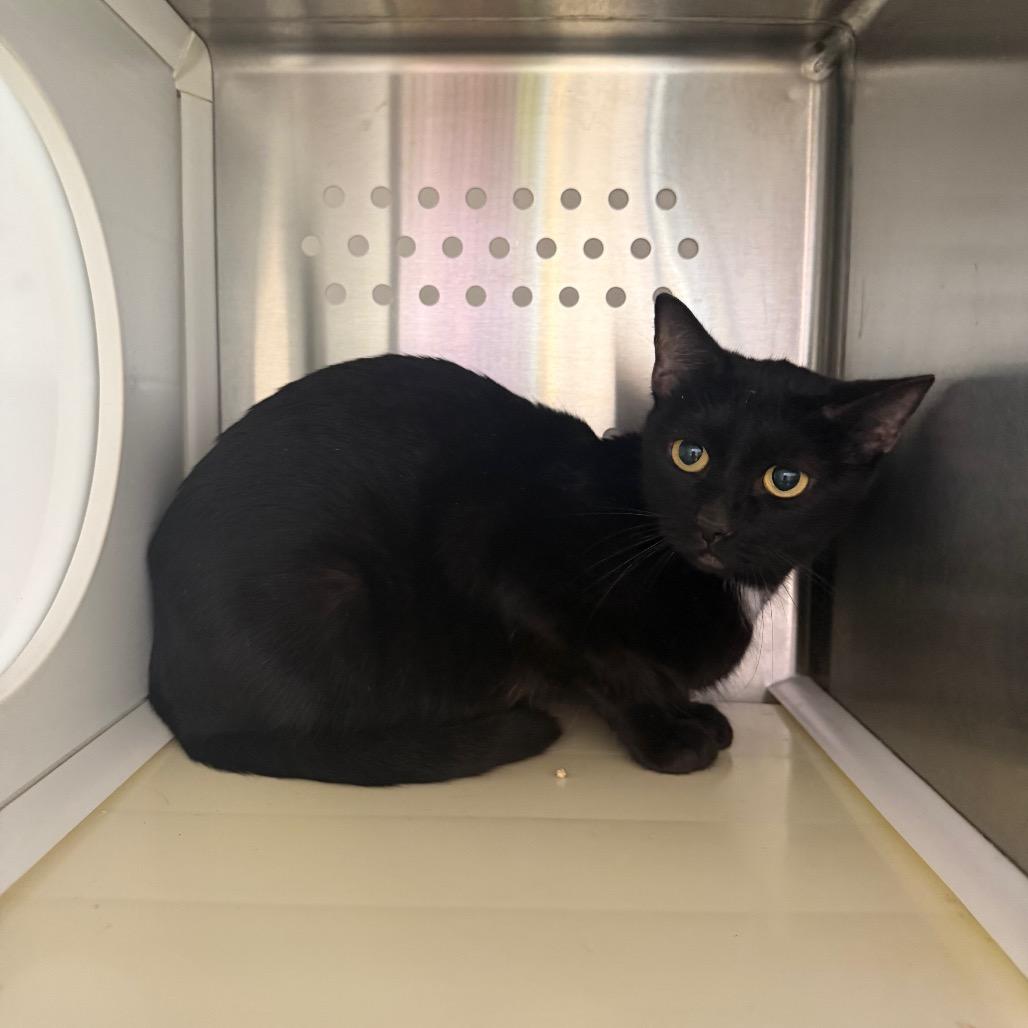 Sunflower (Mama), Adoptable, Young Female Domestic Short Hair & Domestic Short Hair.