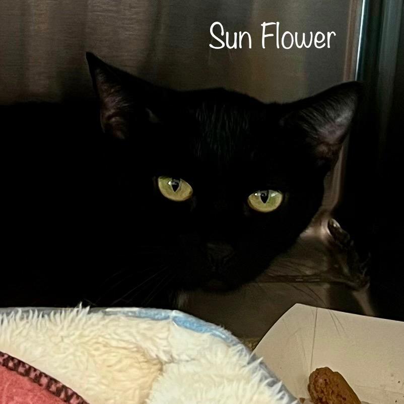 Enlarge Sunflower (Mama), a Adoptable mixed breed in Madisonville, TN image 4/5