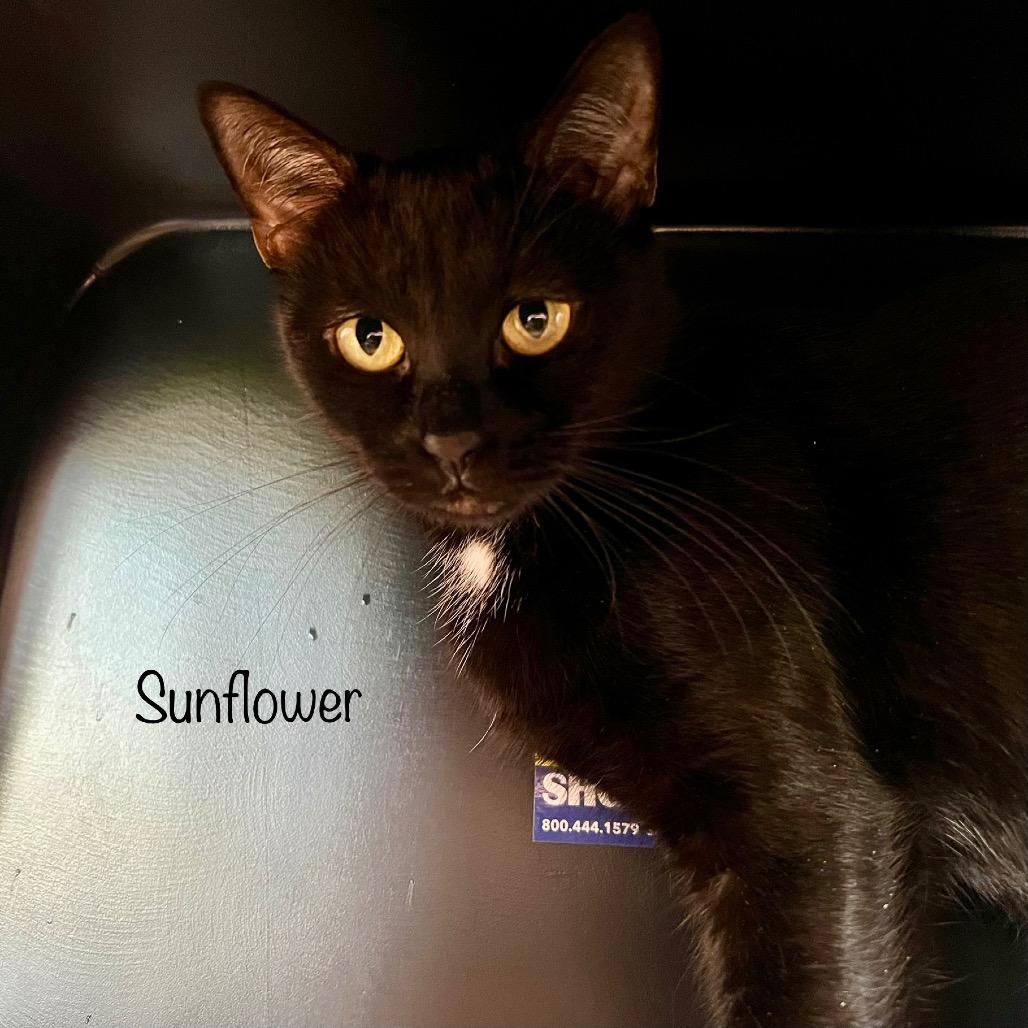 Enlarge Sunflower (Mama), a Adoptable mixed breed in Madisonville, TN image 5/5