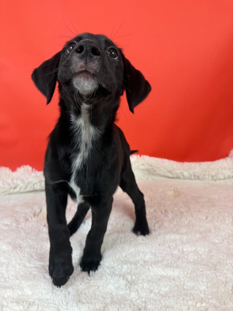 Enlarge Ponzi, a Adoptable mixed breed in Phoenix, AZ image 1/6