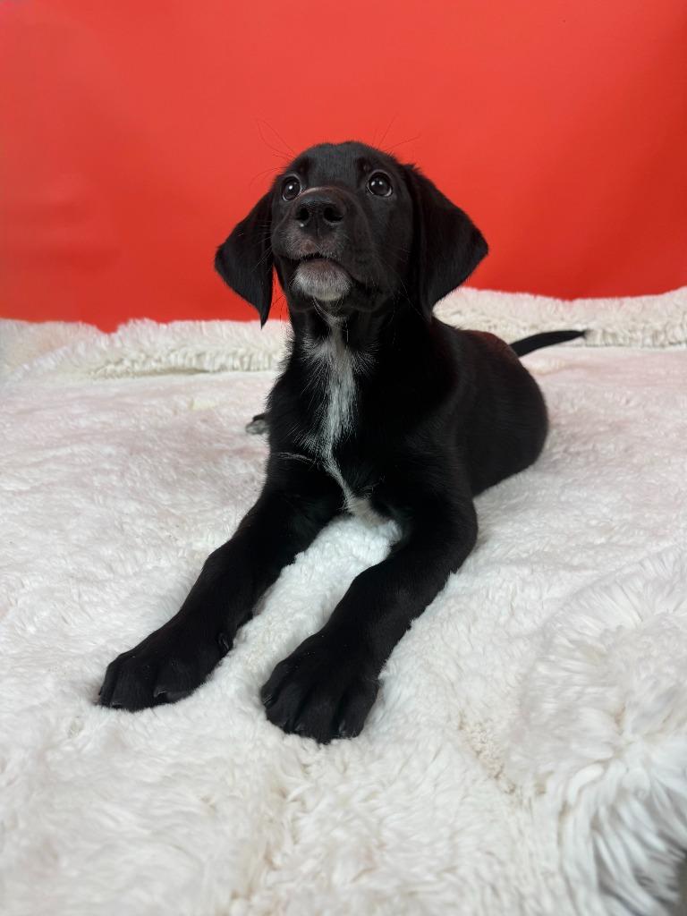 Enlarge Ponzi, a Adoptable mixed breed in Phoenix, AZ image 2/6