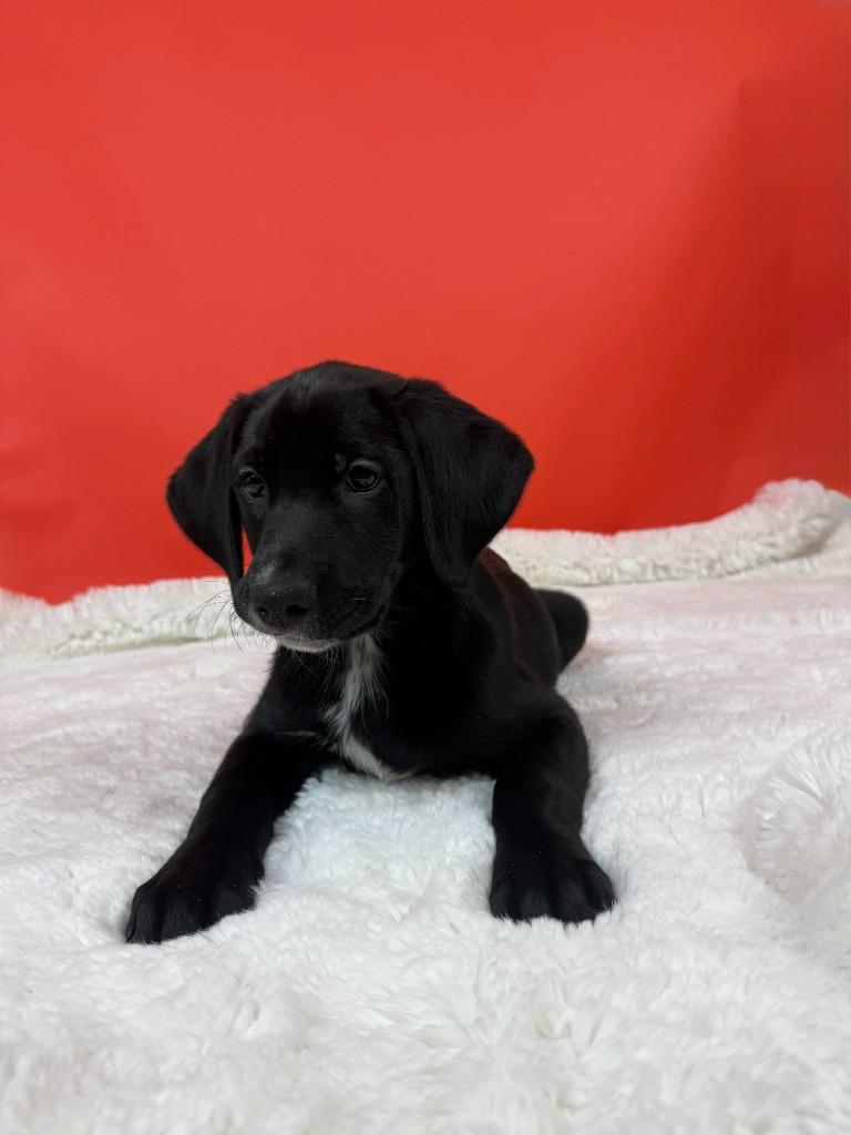 Enlarge Ponzi, a Adoptable mixed breed in Phoenix, AZ image 3/6