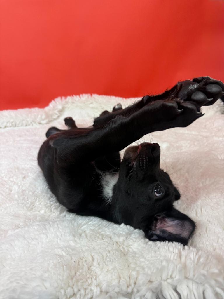 Enlarge Ponzi, a Adoptable mixed breed in Phoenix, AZ image 4/6