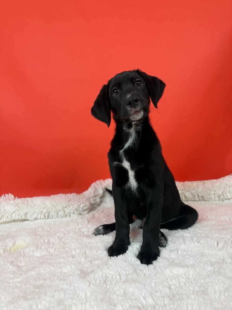 Enlarge Ponzi, a Adoptable mixed breed in Phoenix, AZ image 5/6