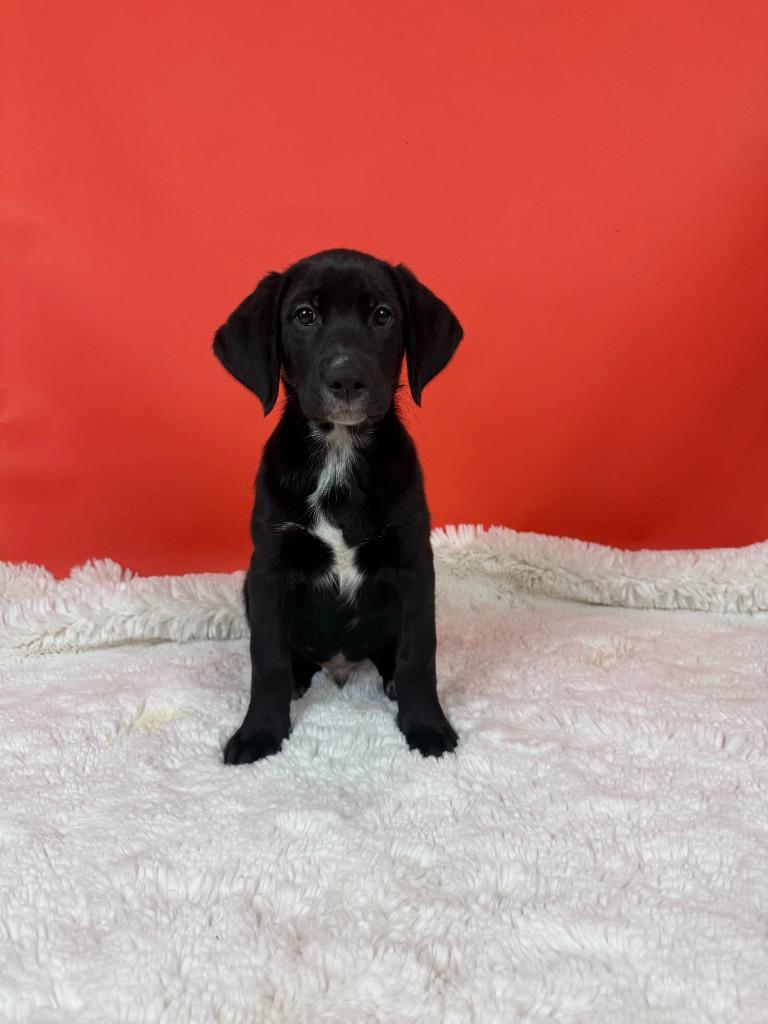 Enlarge Ponzi, a Adoptable mixed breed in Phoenix, AZ image 6/6