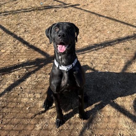 Aires, Adoptable, Adult Male Black Labrador Retriever & Mixed Breed.