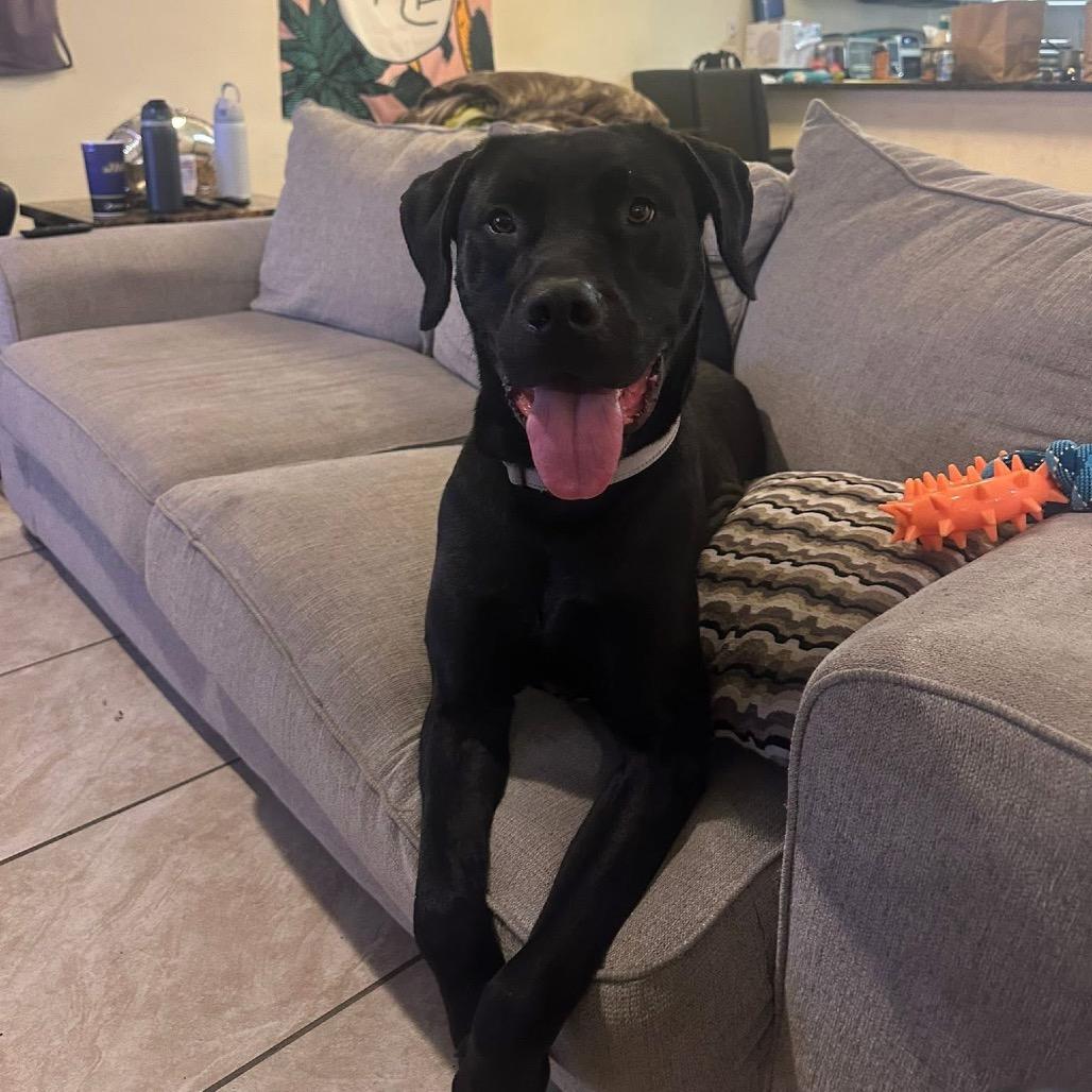 Enlarge Aires, a Adoptable mixed breed in Harrisonburg, VA image 2/6