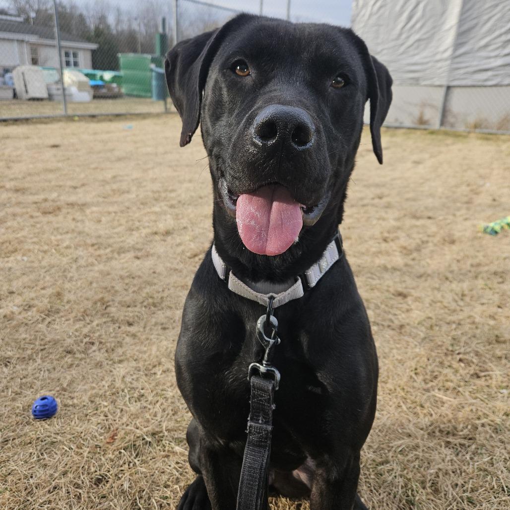 Enlarge Aires, a Adoptable mixed breed in Harrisonburg, VA image 2/6