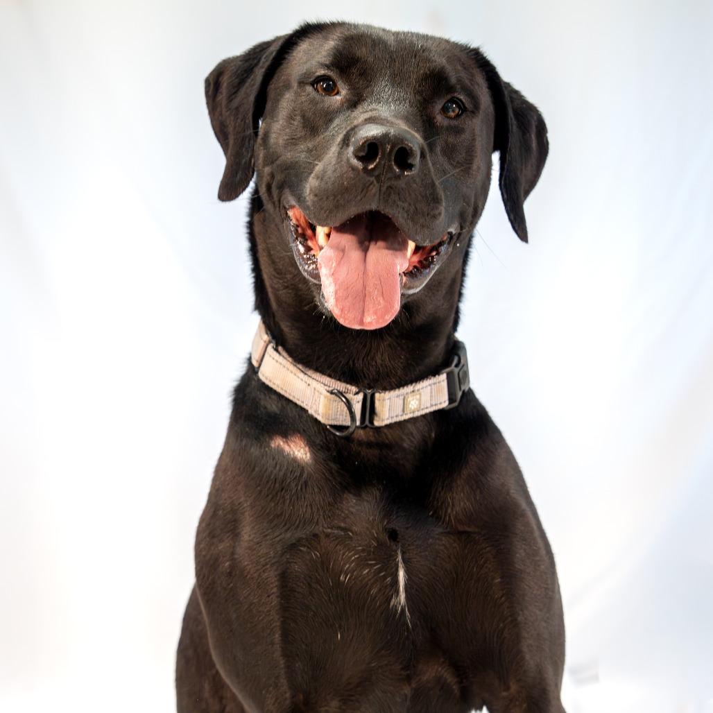 Enlarge Aires, a Adoptable mixed breed in Harrisonburg, VA image 2/6