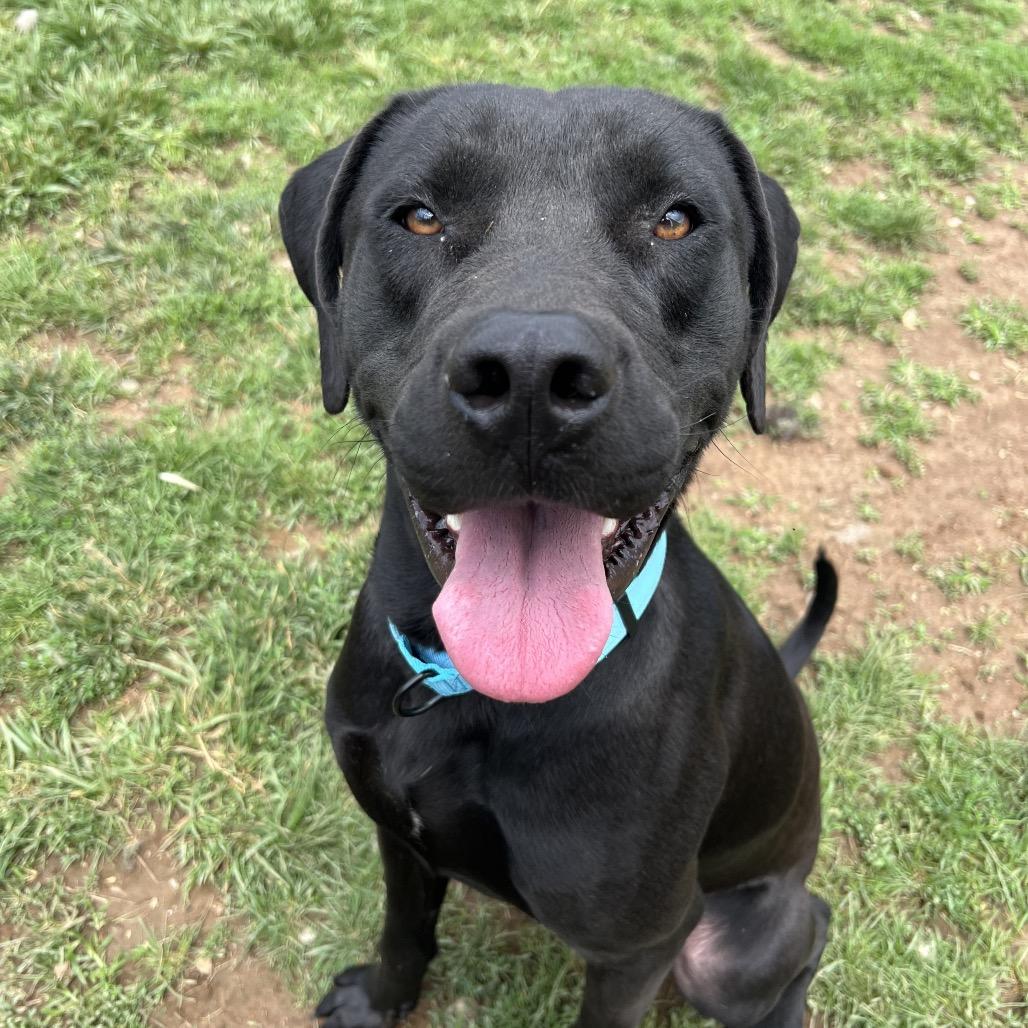Aires, a Adoptable mixed breed in Harrisonburg, VA image 2/6