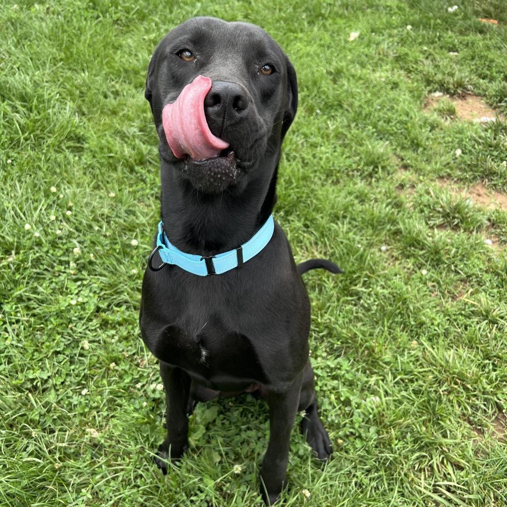 Aires, a Adoptable mixed breed in Harrisonburg, VA image 3/6