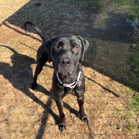 Aires, a Adoptable mixed breed in Harrisonburg, VA image 4/6
