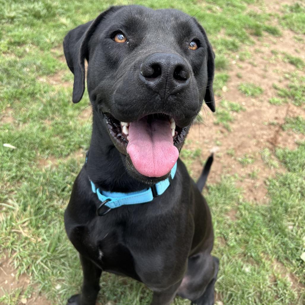 Aires, a Adoptable mixed breed in Harrisonburg, VA image 5/6