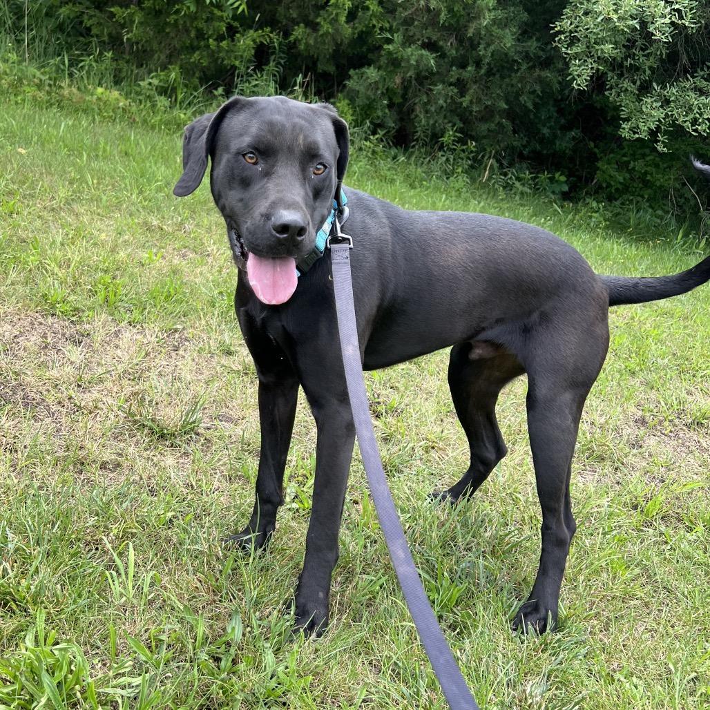 Aires, a Adoptable mixed breed in Harrisonburg, VA image 6/6