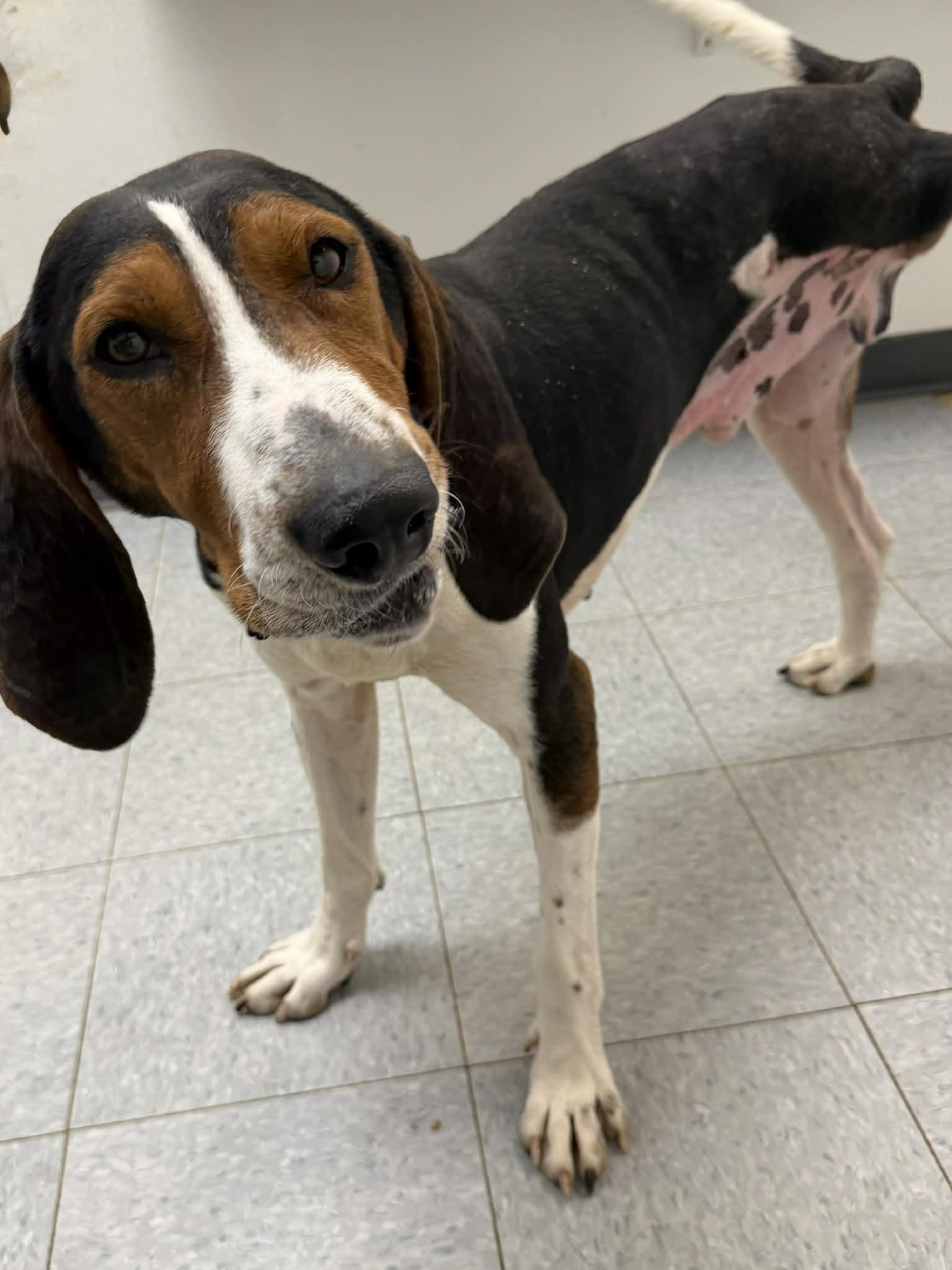 Enlarge Bronco, a ADOPTABLE Treeing Walker Coonhound in Martinsville, IN image 2/3