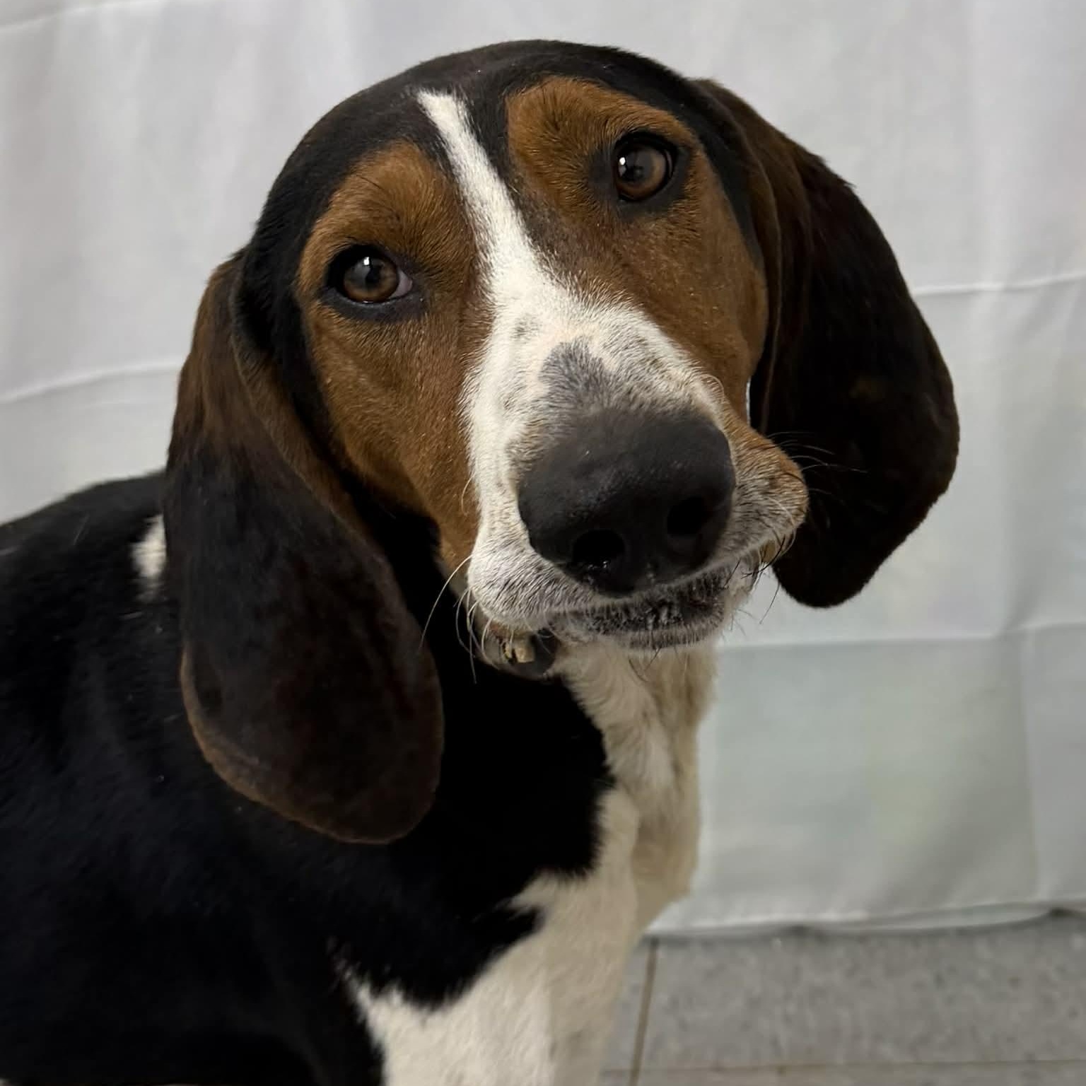 Enlarge Bronco, a ADOPTABLE Treeing Walker Coonhound in Martinsville, IN image 1/3