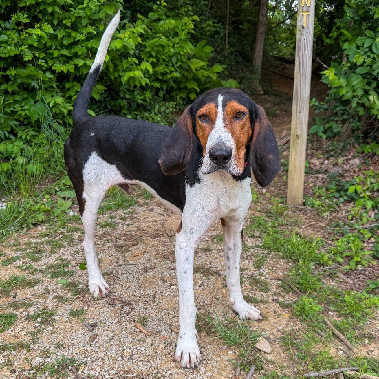 Bronco, ADOPTABLE, Adult Male Treeing Walker Coonhound.