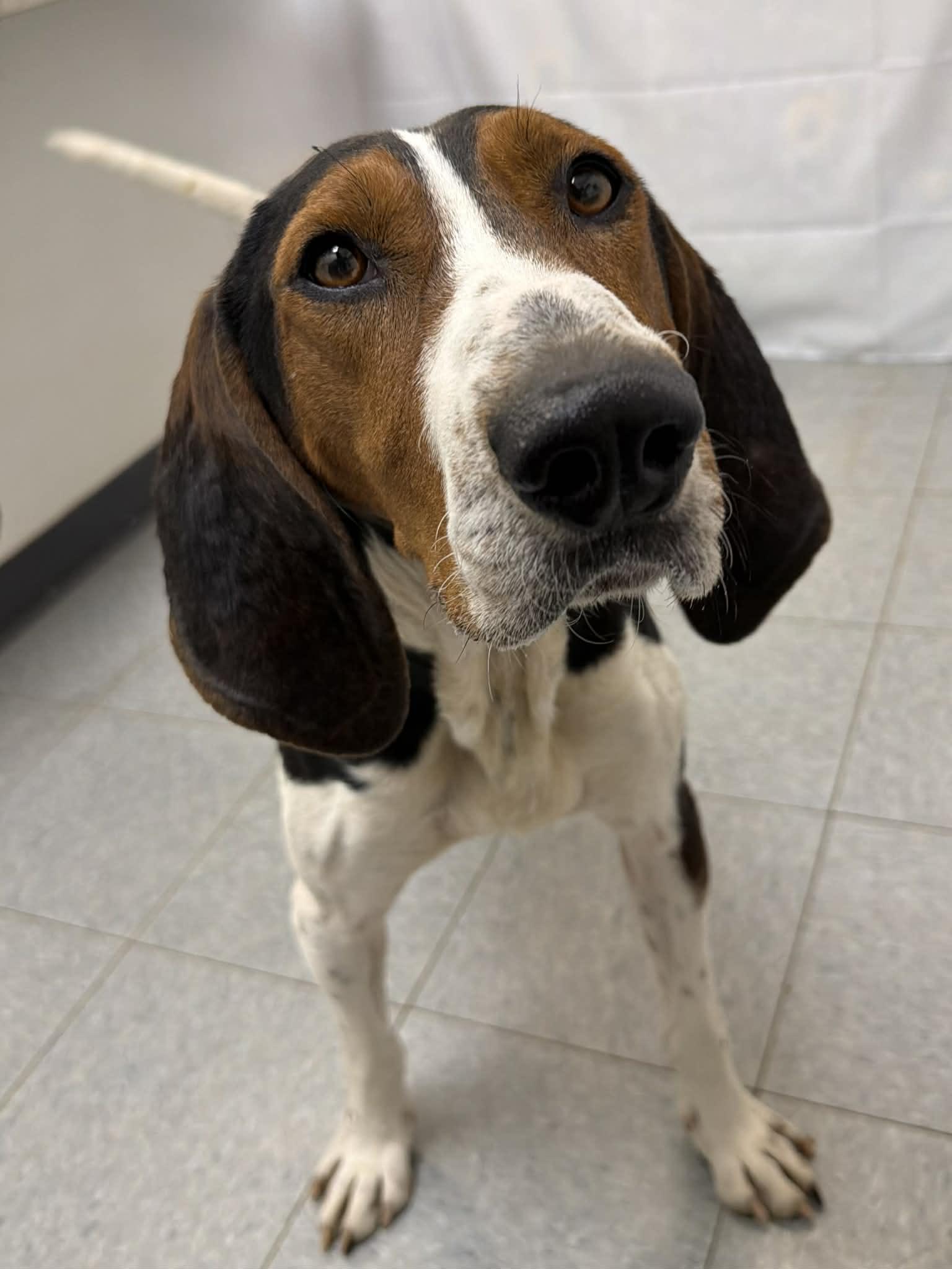 Enlarge Bronco, a ADOPTABLE Treeing Walker Coonhound in Martinsville, IN image 3/3