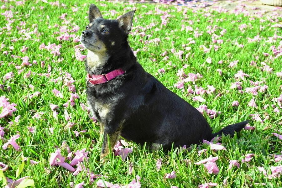 Enlarge Kennedy, a Adoptable mixed breed in Winter Garden, FL image 1/3