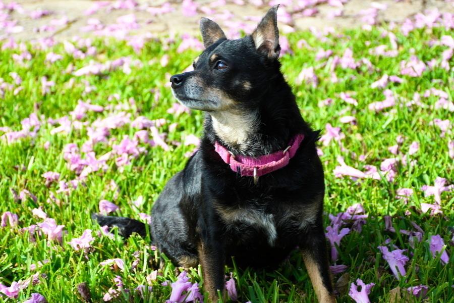 Enlarge Kennedy, a Adoptable mixed breed in Winter Garden, FL image 2/3