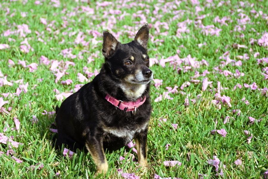 Enlarge Kennedy, a Adoptable mixed breed in Winter Garden, FL image 3/3